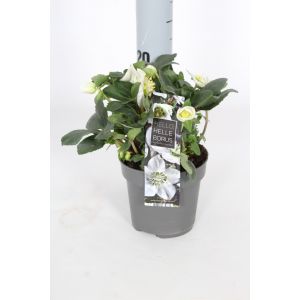 Helleborus Niger Christmas Carol P12 Pot c.20cm 5/7 Flowers