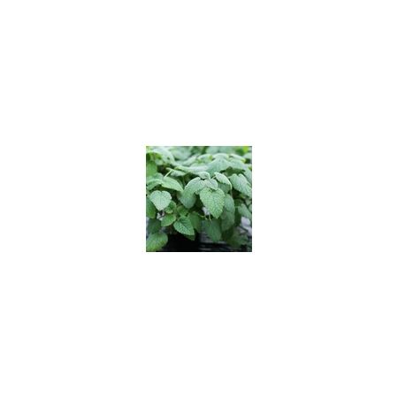 Herb Balm Orange 'Mandarina' ( Melissa ) Suffolk Herbs