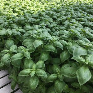 Herb Basil Bosham Kings Seeds