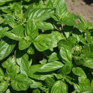 Herb Basil, British Kings Seeds