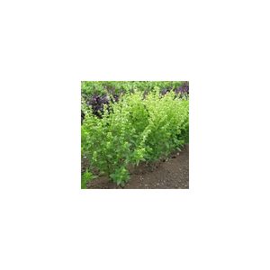 Herb Basil, Bush Kings Seeds