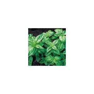 Herb Basil, Classic Italian Kings Seeds