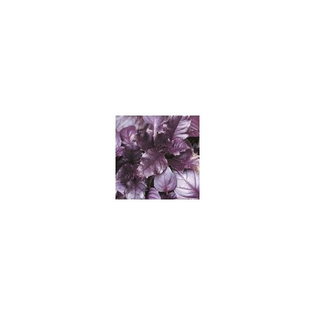 Herb Basil Purple Annual Suffolk Herbs
