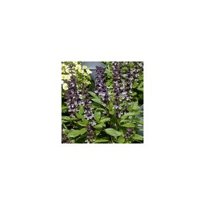 Herb Basil Queen Of Sheba Suffolk Herbs