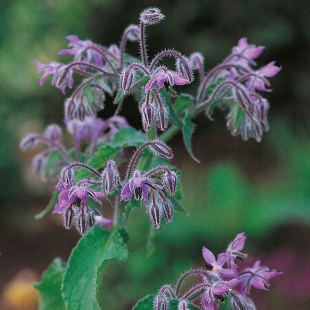 Herb Borage Annual Suffolk Herbs Seed Pack