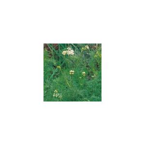Herb Caraway Biennial Suffolk Herbs