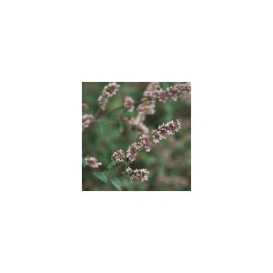 Herb Catnep Perennial Suffolk Herbs