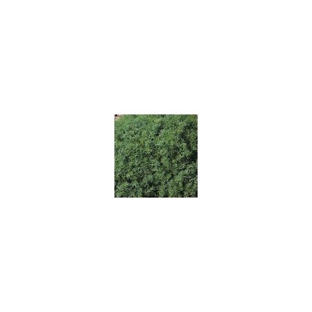 Herb Chamomile Lawn Perennial Kings Seeds