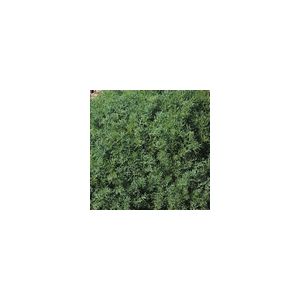 Herb Chamomile Lawn Perennial Kings Seeds