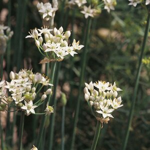 Herb Chives Garlic Perennial Suffolk Herbs Seed Pack