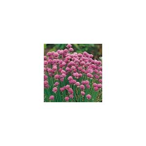 Herb Chives Kings Seeds