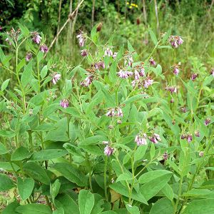 Herb Comfrey Seed Pack