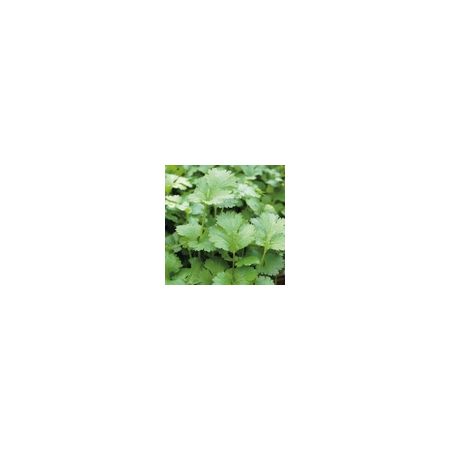 Herb Coriander Annual Suffolk Herbs