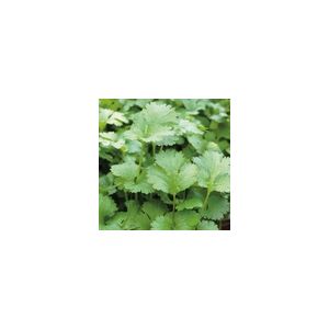 Herb Coriander Annual Suffolk Herbs