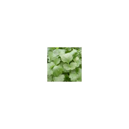 Herb Coriander Leisure Leafy Annual Kings Seeds