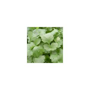 Herb Coriander Leisure Leafy Annual Kings Seeds