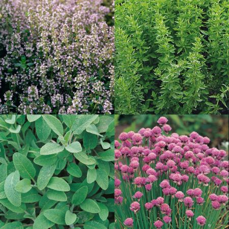 Herb Garden Collection Pack Suffolk Herbs
