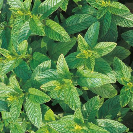 Herb Green Mint Suffolk Herbs