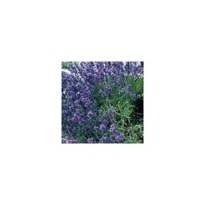 Herb Lavender Munstead Dwarf Suffolk Herbs