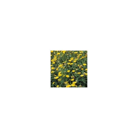 Herb Marigold Pot Annual Suffolk Herbs
