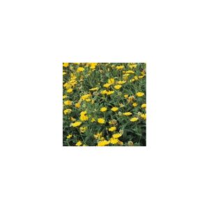 Herb Marigold Pot Annual Suffolk Herbs