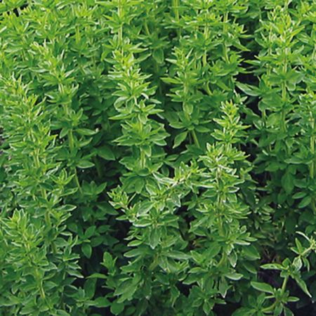 Herb Oregano, Greek Kings Seeds