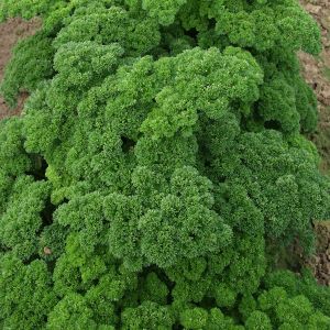 Herb Parsley, Afrodite Kings Seeds