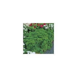 Herb Parsley Extra Triple Curled Kings Seeds