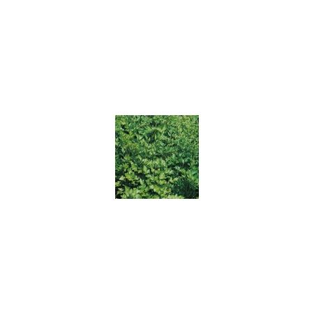 Herb Parsley Plain/French 2 Kings Seeds