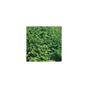 Herb Parsley Plain/French 2 Kings Seeds