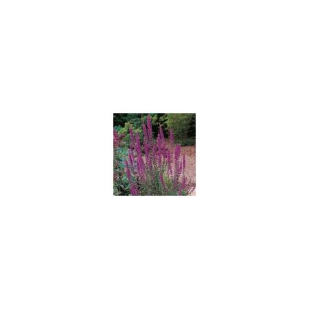 Herb Purple Loosestrife Suffolk Herbs