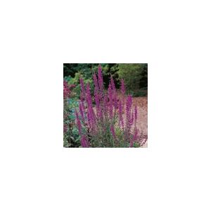 Herb Purple Loosestrife Suffolk Herbs