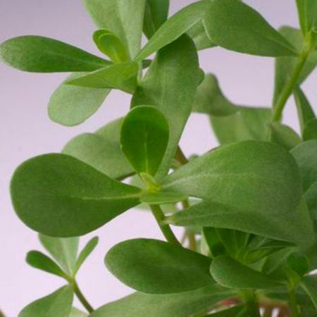 Herb Purslane Green Annual Suffolk Herbs