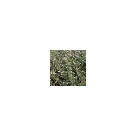 Herb Rosemary Perennial Suffolk Herbs