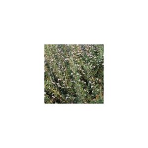 Herb Rosemary Perennial Suffolk Herbs