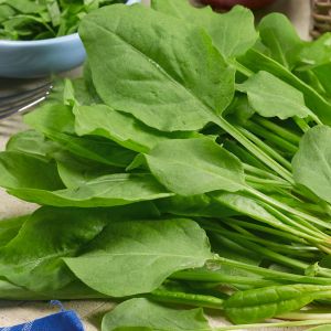 Herb Sorrel French Suffolk Herbs