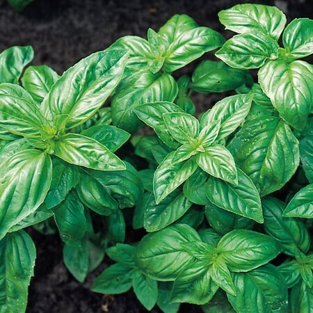 Herb Sweet Basil Classic Italian Suffolk Herbs