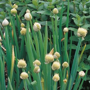 Herb Welsh Onion Kings Seeds