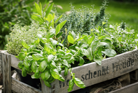 Herbs