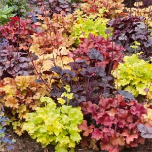 Heuchera In Varieties C2 - Our Selection