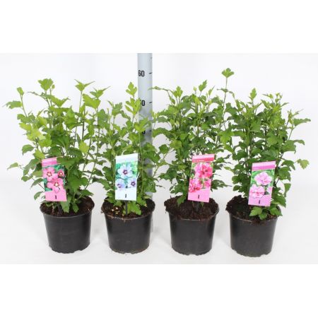 Hibiscus In Varieties C3 - Our Selection