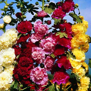 Hollyhock Chaters Double Mixed Kings Seeds