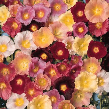 Hollyhock Ficifolia Happy Lights Mixed- Kings Seeds