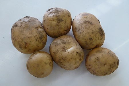 Home Guard Scottish Seed Potatoes 1.5kg