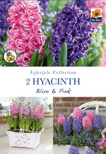 Hyacinth - Blue & Pink - 2 Pack
