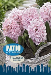 Hyacinth China Pink 5 Bulb Pack
