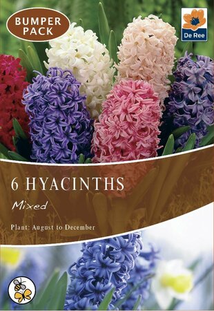 Hyacinth - Mixed - 6 Pack
