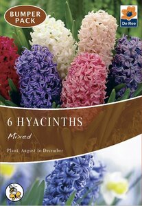 Hyacinth - Mixed - 6 Pack