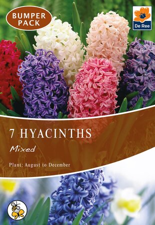 Hyacinth - Mixed - 7 Pack