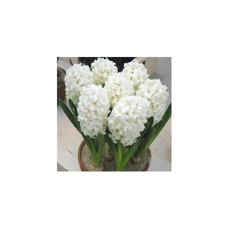 Hyacinth Prepared Carnegie Size 16/17 99P Each